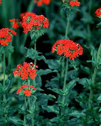 maltese cross flower