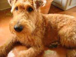 Quigley the Irish Terrier.