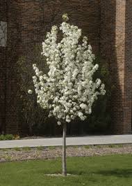 pear trees pictures