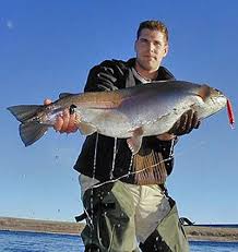rainbow trout pictures