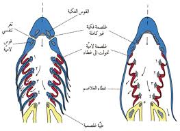 المستحاثات 527-4