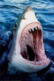 shark