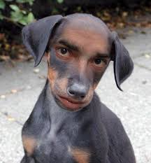 Zobraziť obrázok v plnej veľkosti