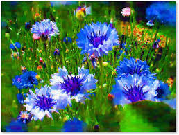 cornflower