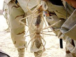 camel spiders