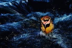 king cobra national geographic