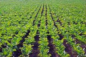 http://t1.gstatic.com/images?q=tbn:tWEtsgb3IHy_WM:http://www.uae.gov.ae/uaeagricent/agriculture/img/org2.gif