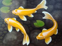 koi gold fish