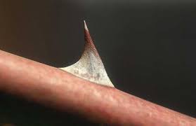 In America: Thorns for Justice