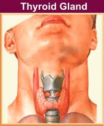 The Thyroid Gland