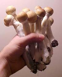 Mushrooms kweken