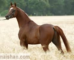 •● عـرفنآ على نفسـڪ بالصور •● Arabian-horse%2520(104)