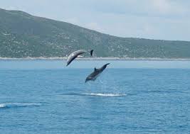 pictures jumping dolphins
