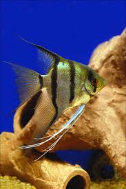 fish freshwater