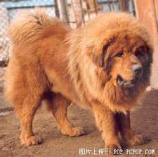 Tibetan Mastiff Facts