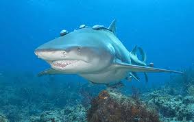 lemon shark