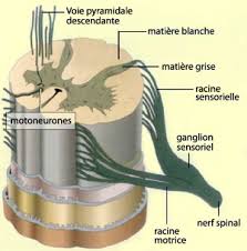 anatomie de la moelle epinière D_06_cl_mou_1b