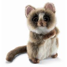 rainforest animal pictures