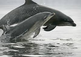 pictures bottlenose dolphins