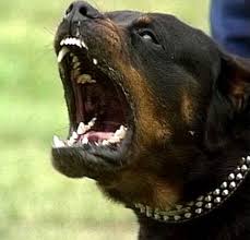 rottweiler1.jpg