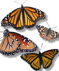 butterfly identification pictures