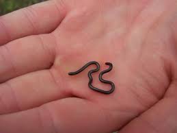thread snake