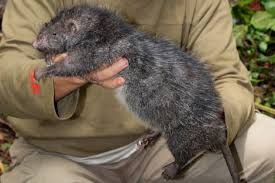the biggest rat in the world