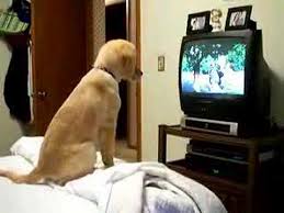 funny pet videos