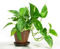 potted-pothos.jpg&t=1