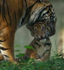 Tiger Mom January 22, 2011