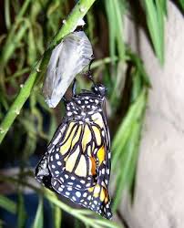 monarch butterfly caterpillar picture