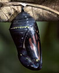 monarch butterfly chrysalis