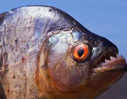 piranha