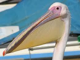 pelican