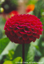 red dahlia