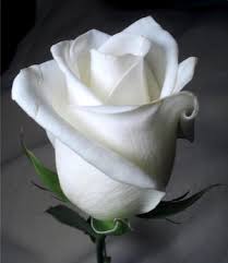 وردة بيضاء White_rose_by_twofuzzysumos