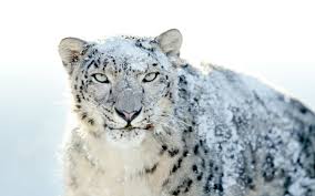 Snow leopard covered in snow