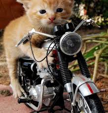 Pussy-bike.jpg