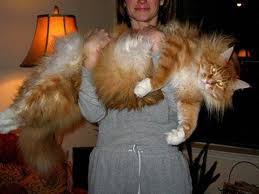large cat breeds