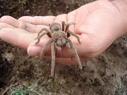 tarantula species pictures