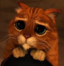 real cat pictures