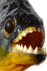 piranha