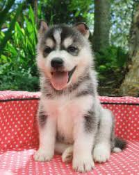 husky puppy