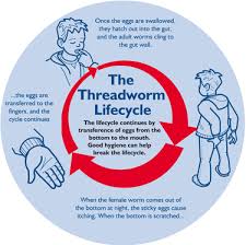 The threadworm lifecycle