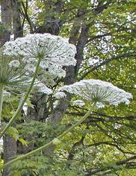 Giant Hogweed - Flowers