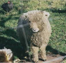 miniature sheep