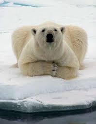 bear