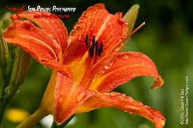 orange daylily