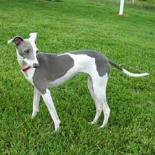 italian greyhound