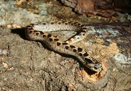 southern hognose snake